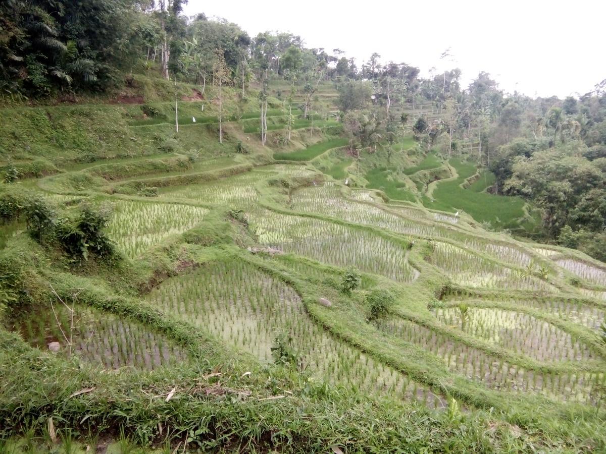 Tetebatu Terrace Homestay 外观 照片